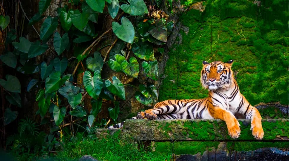 Wildlife Photography & Visual Arts Festival banner